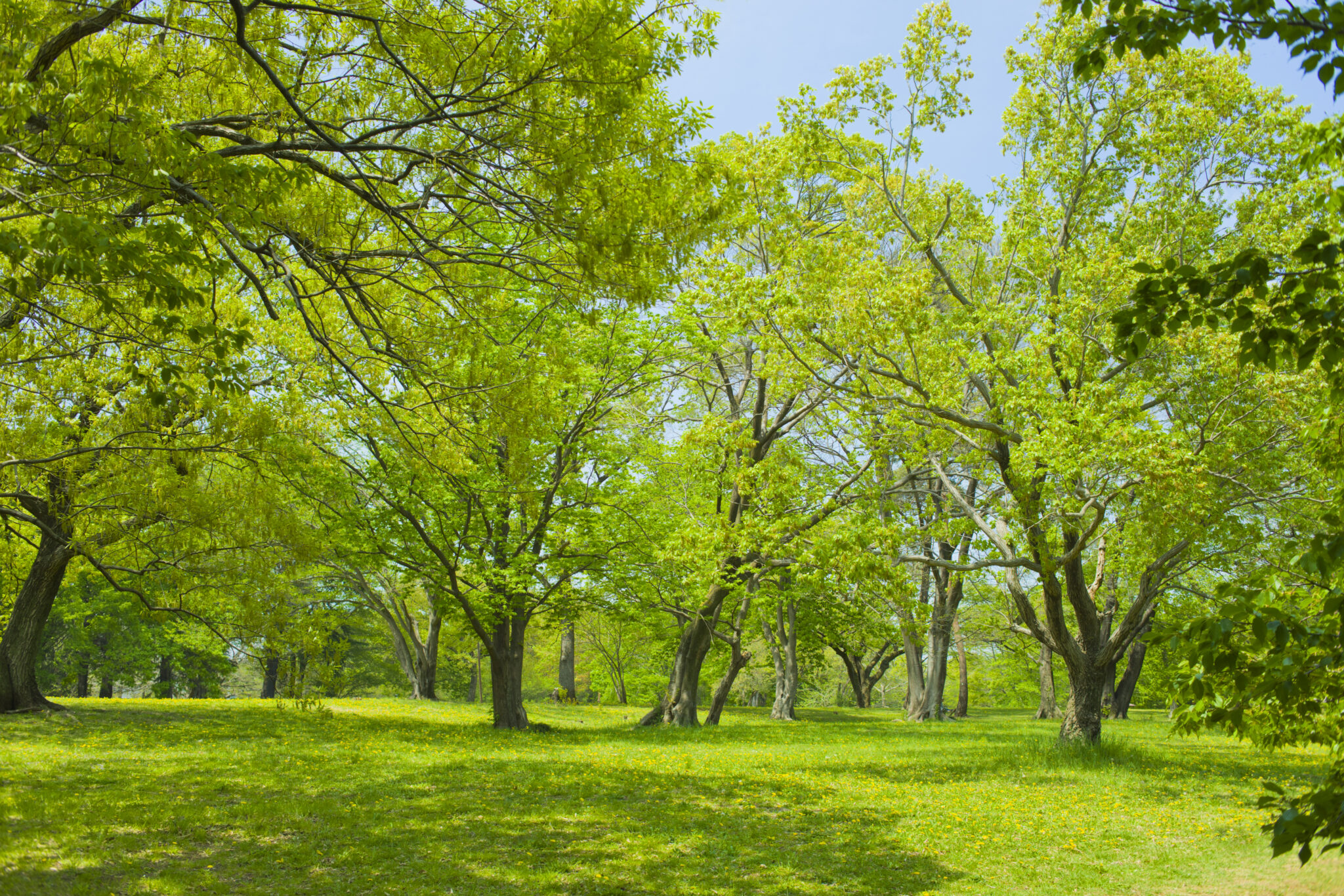 新緑の森